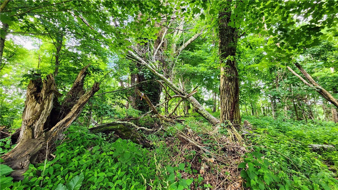 Image number 7 for the current listing