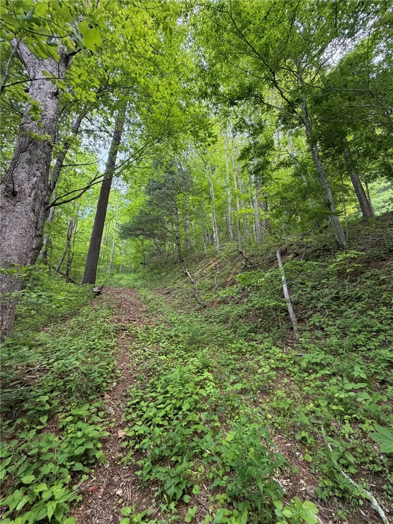 Image number 4 for the current listing