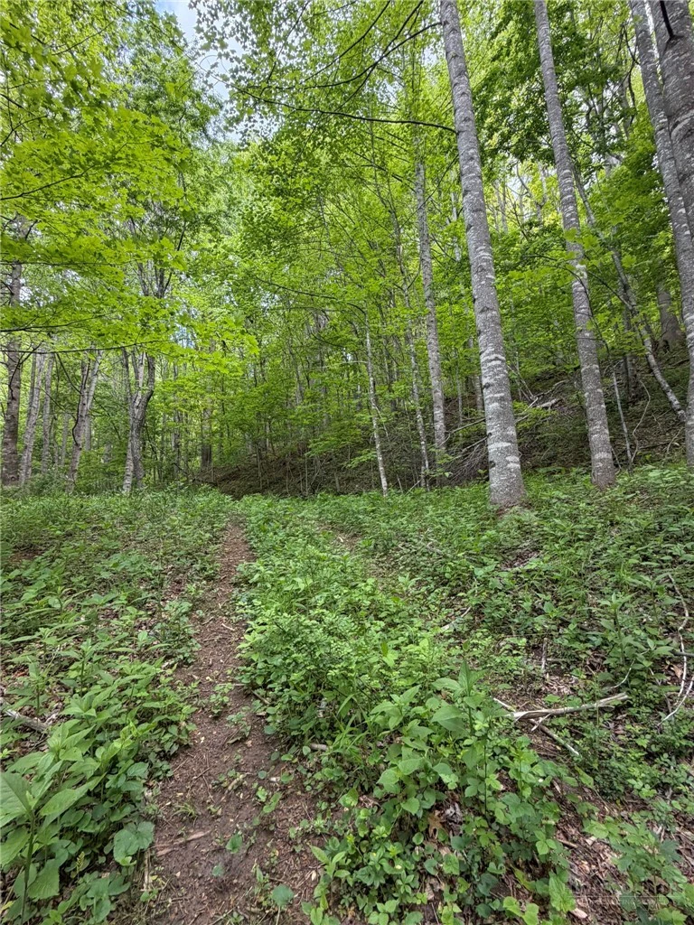 Image number 11 for the current listing