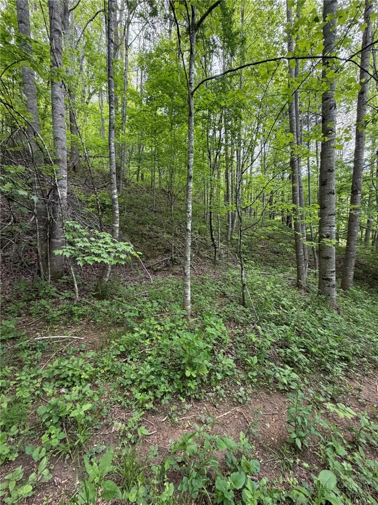 Image number 12 for the current listing