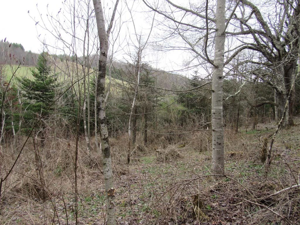 Image number 9 for the current listing