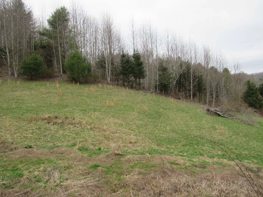 Image number 11 for the current listing