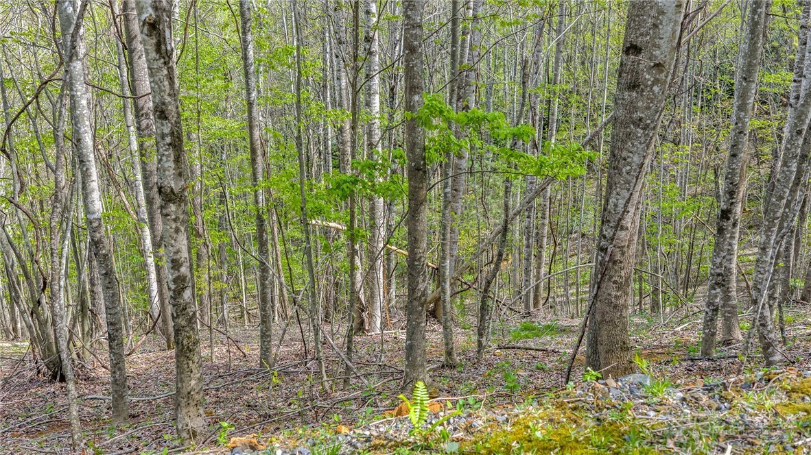 Image number 7 for the current listing