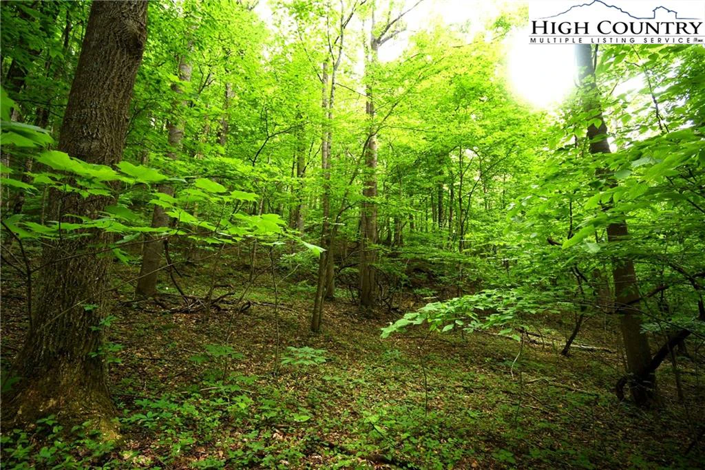 Image number 14 for the current listing