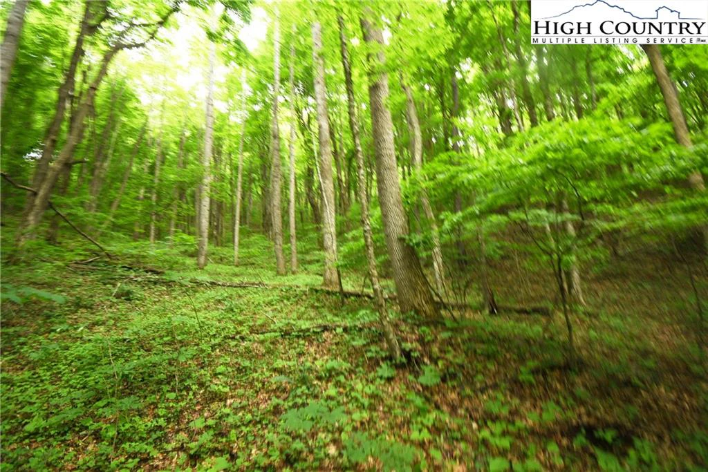 Image number 3 for the current listing