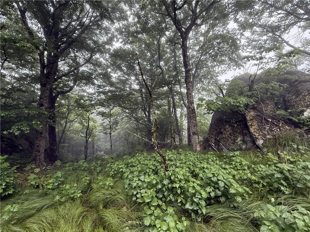 Image number 8 for the current listing