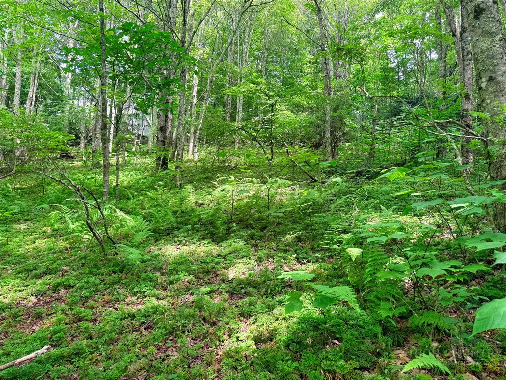 Image number 2 for the current listing