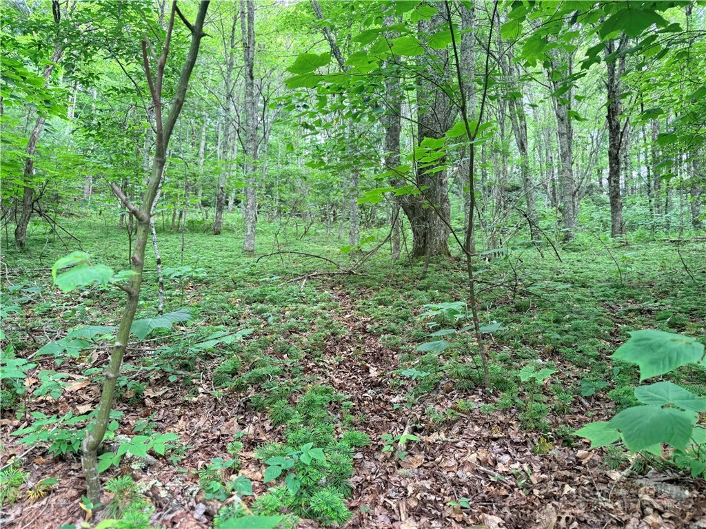 Image number 4 for the current listing