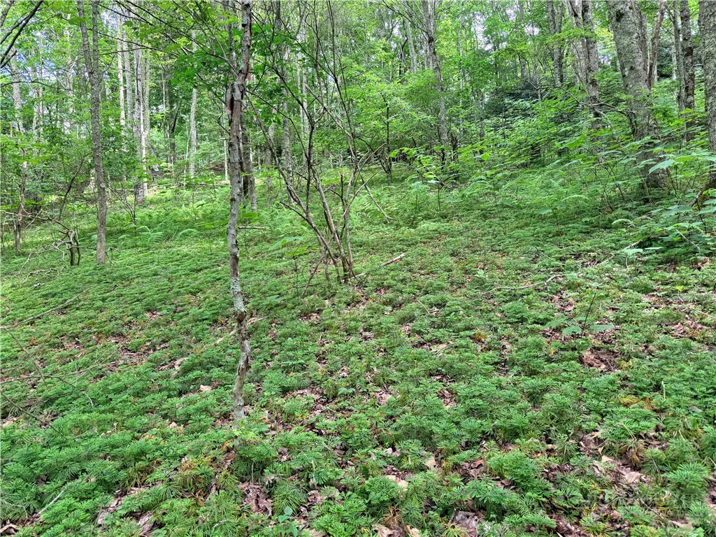 Image number 7 for the current listing
