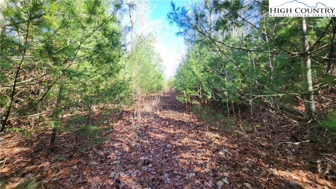 Image number 2 for the current listing