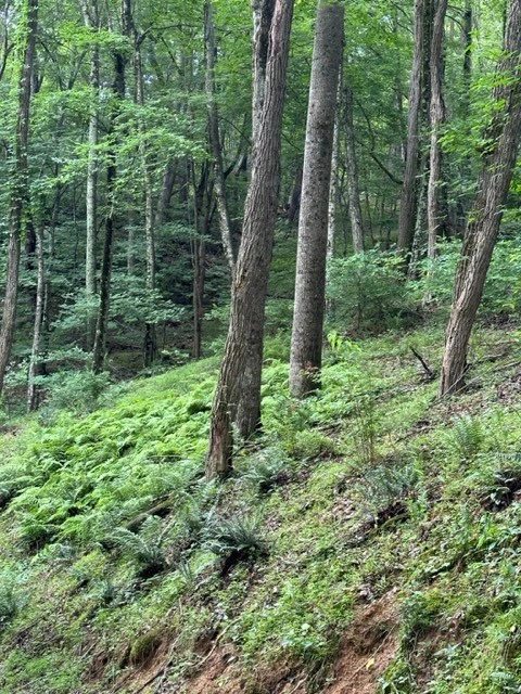 Image number 11 for the current listing