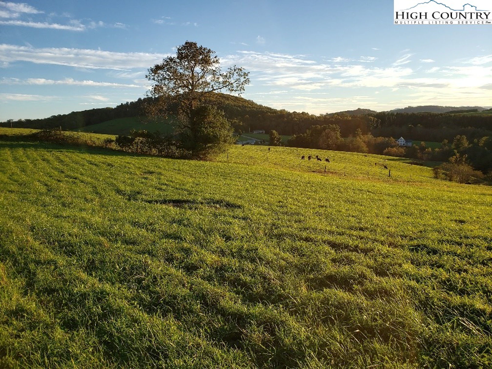 Image number 1 for the current listing