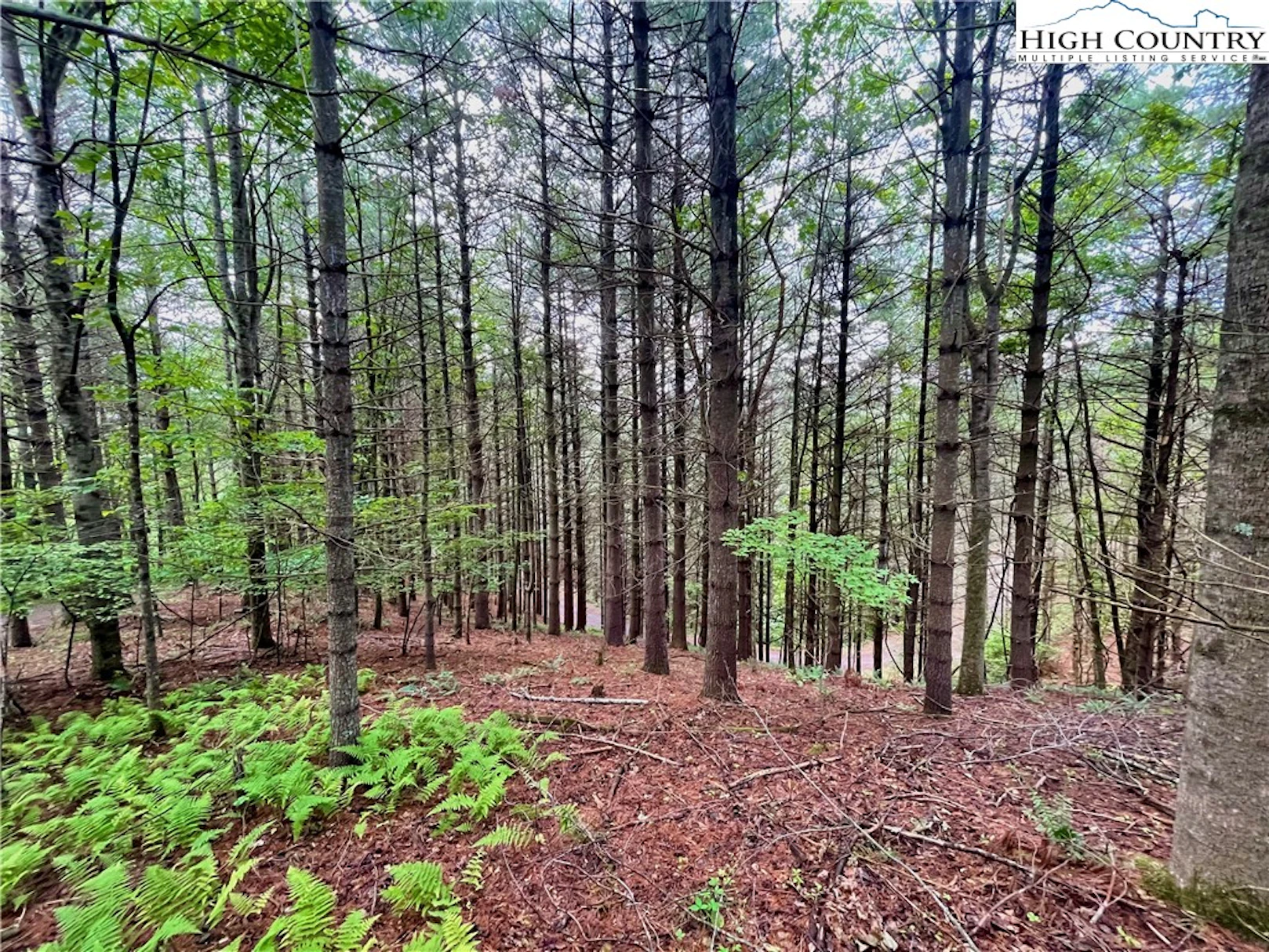 Image number 1 for the current listing