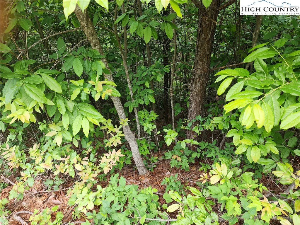 Image number 2 for the current listing