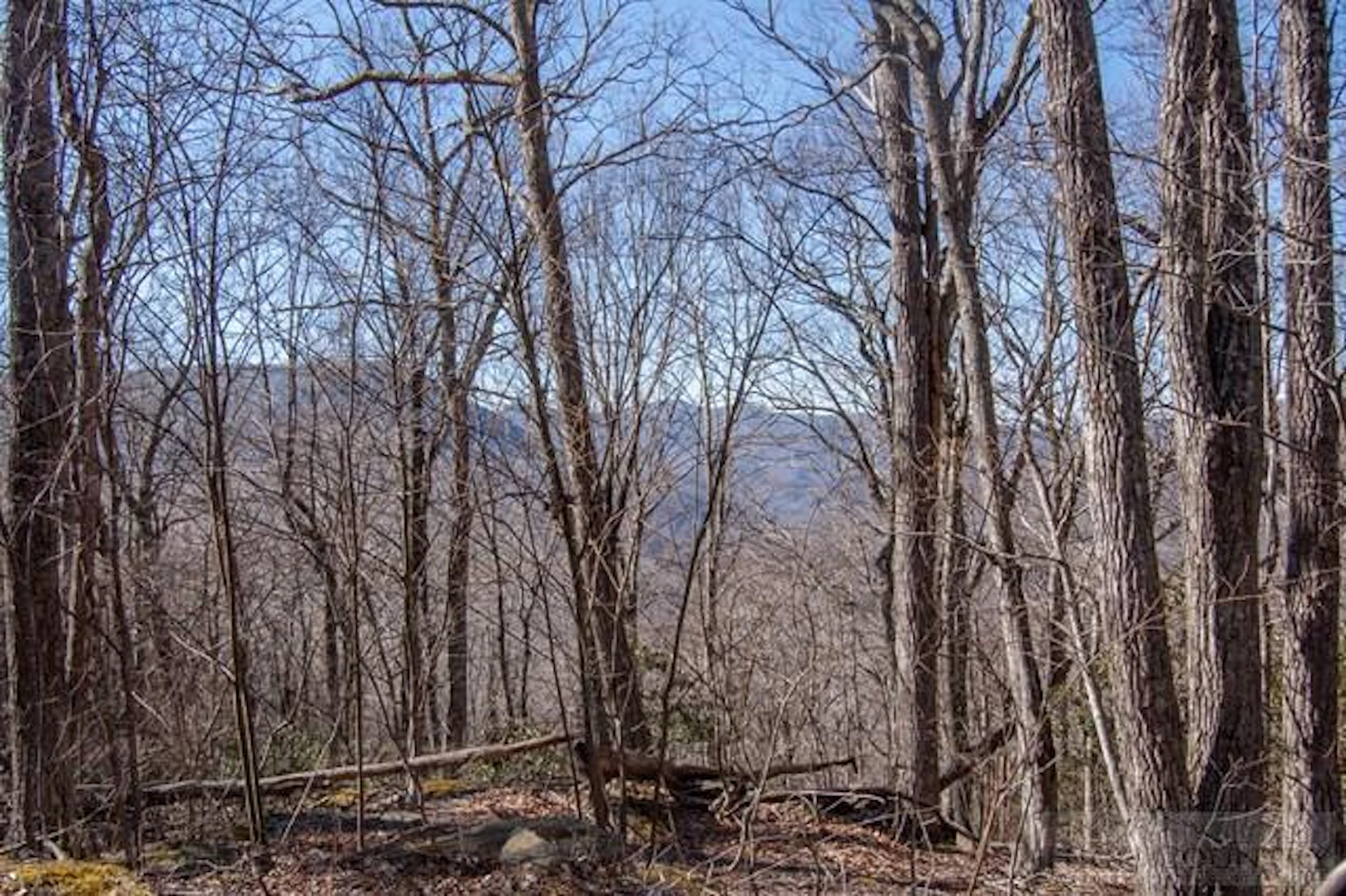 Image number 1 for the current listing