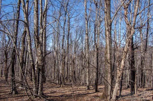 Image number 1 for the current listing