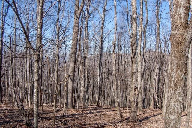 Image number 3 for the current listing