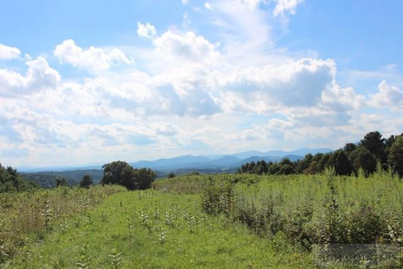 Image number 1 for the current listing