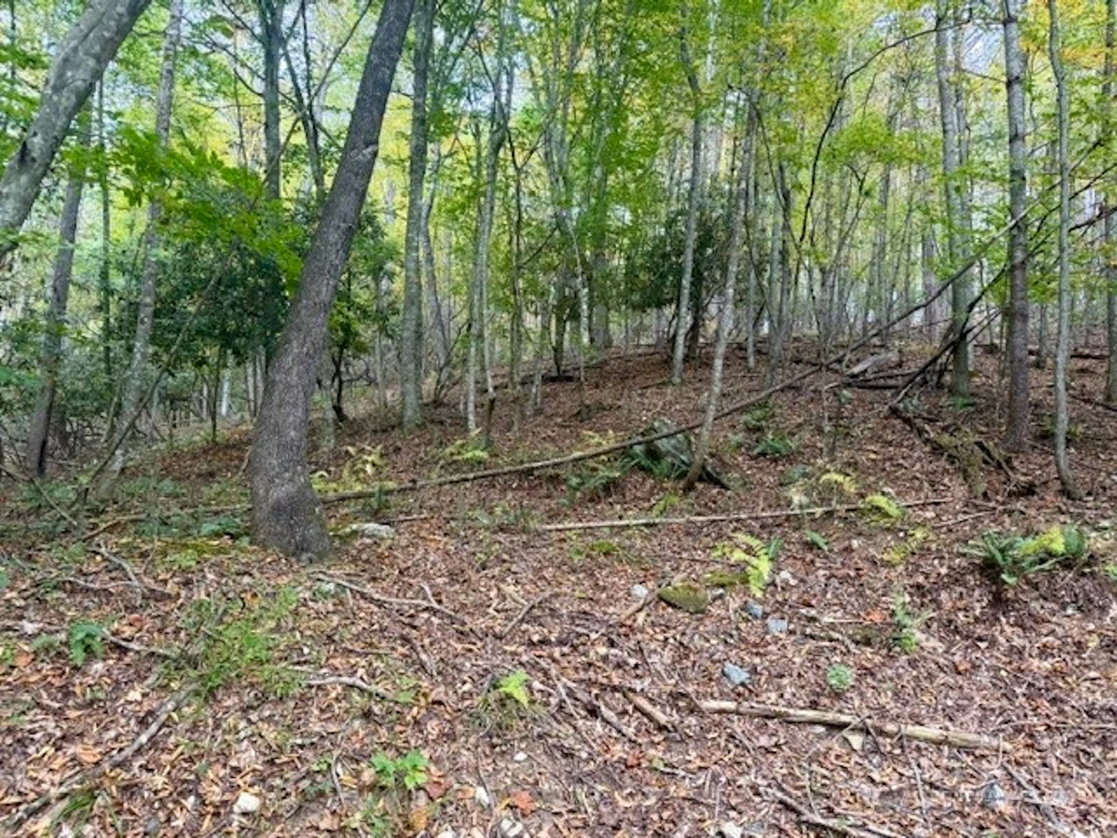 Image number 1 for the current listing