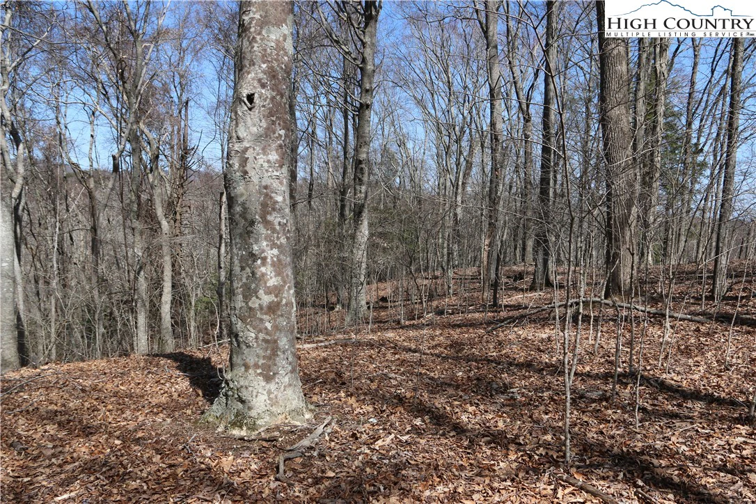 Image number 17 for the current listing