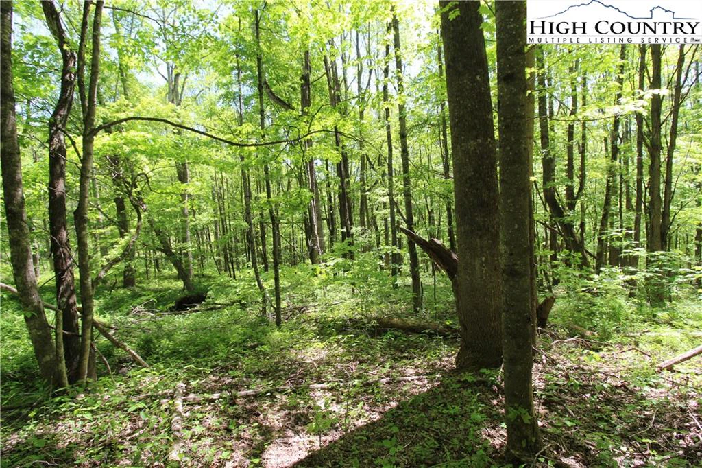 Image number 13 for the current listing