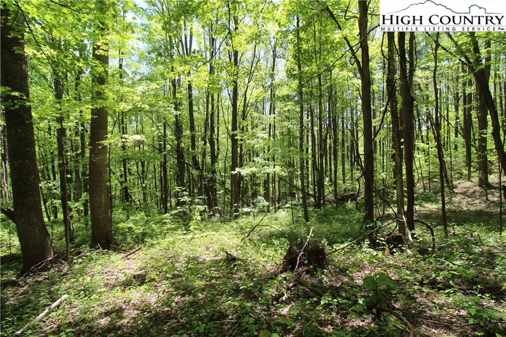 Image number 9 for the current listing