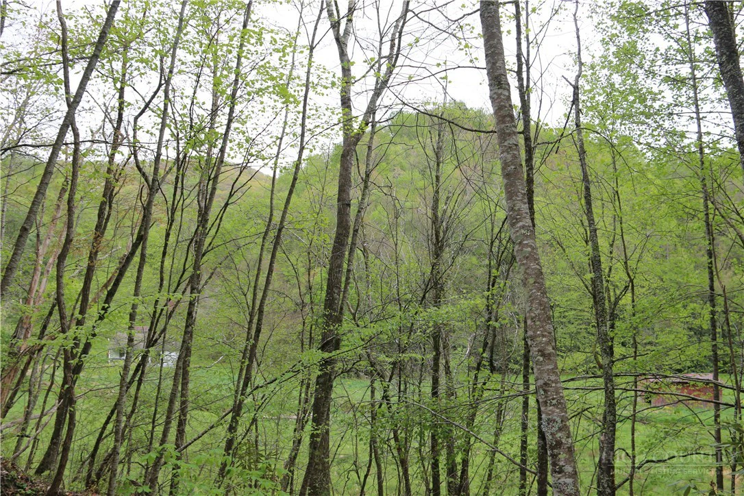 Image number 1 for the current listing