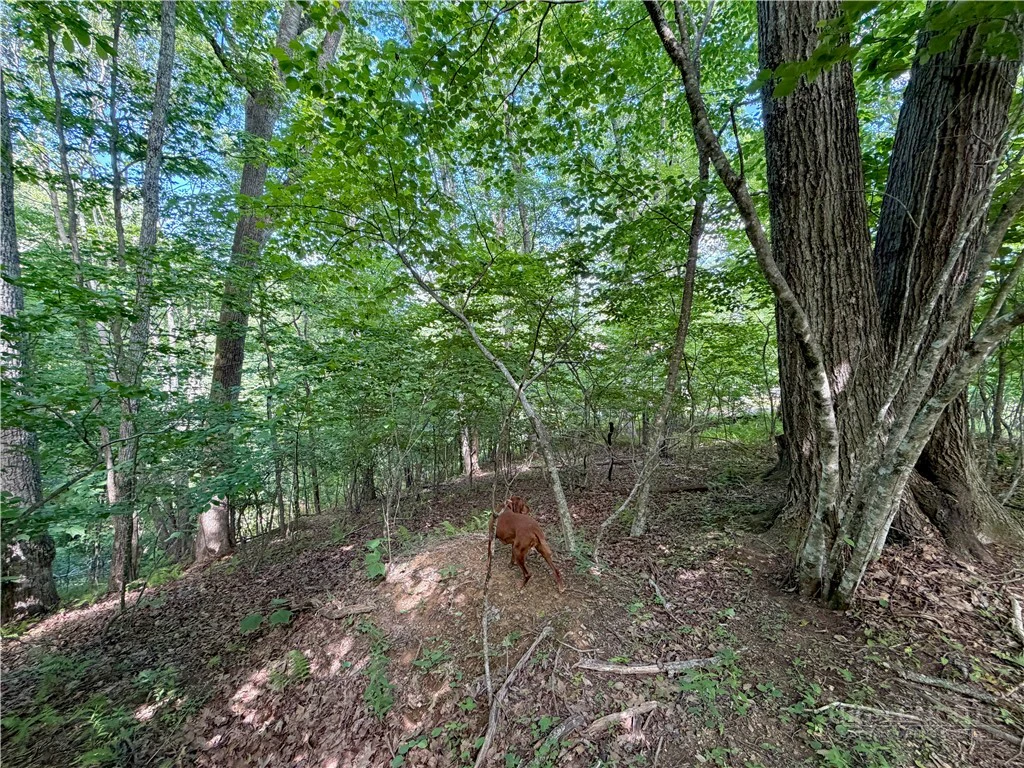 Image number 14 for the current listing