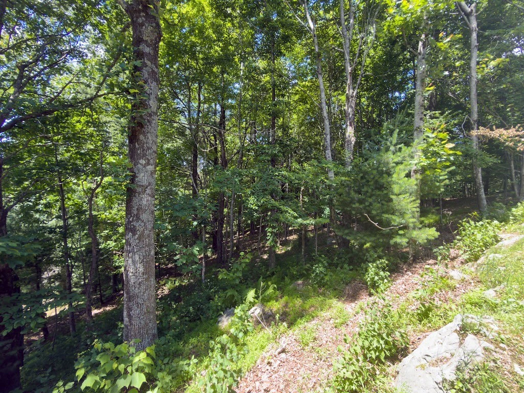 Image number 2 for the current listing