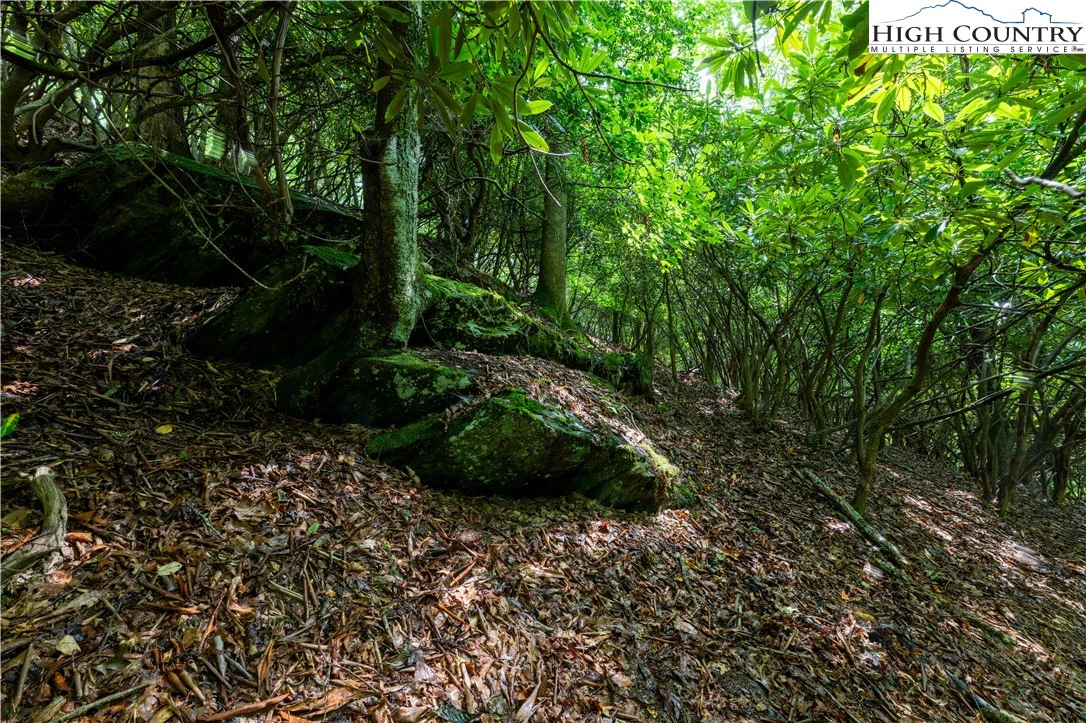 Image number 1 for the current listing