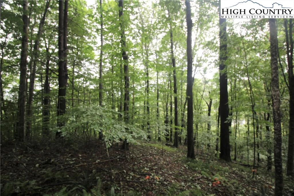 Image number 4 for the current listing