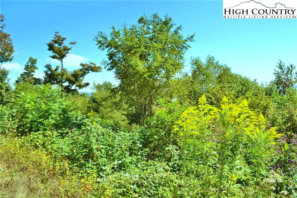 Image number 12 for the current listing