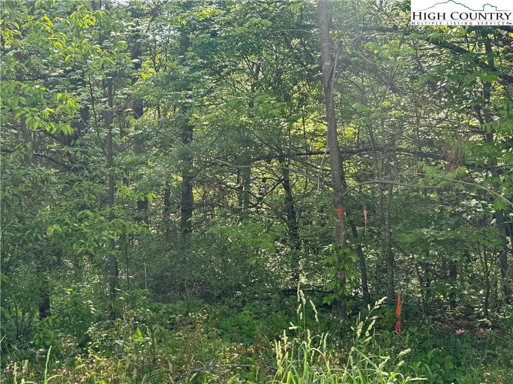 Image number 13 for the current listing