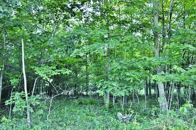 Image number 1 for the current listing