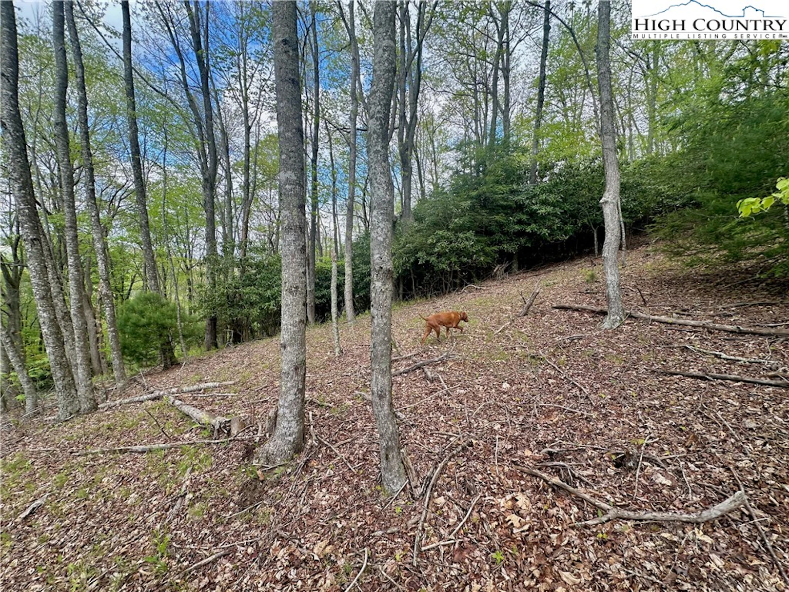Image number 8 for the current listing