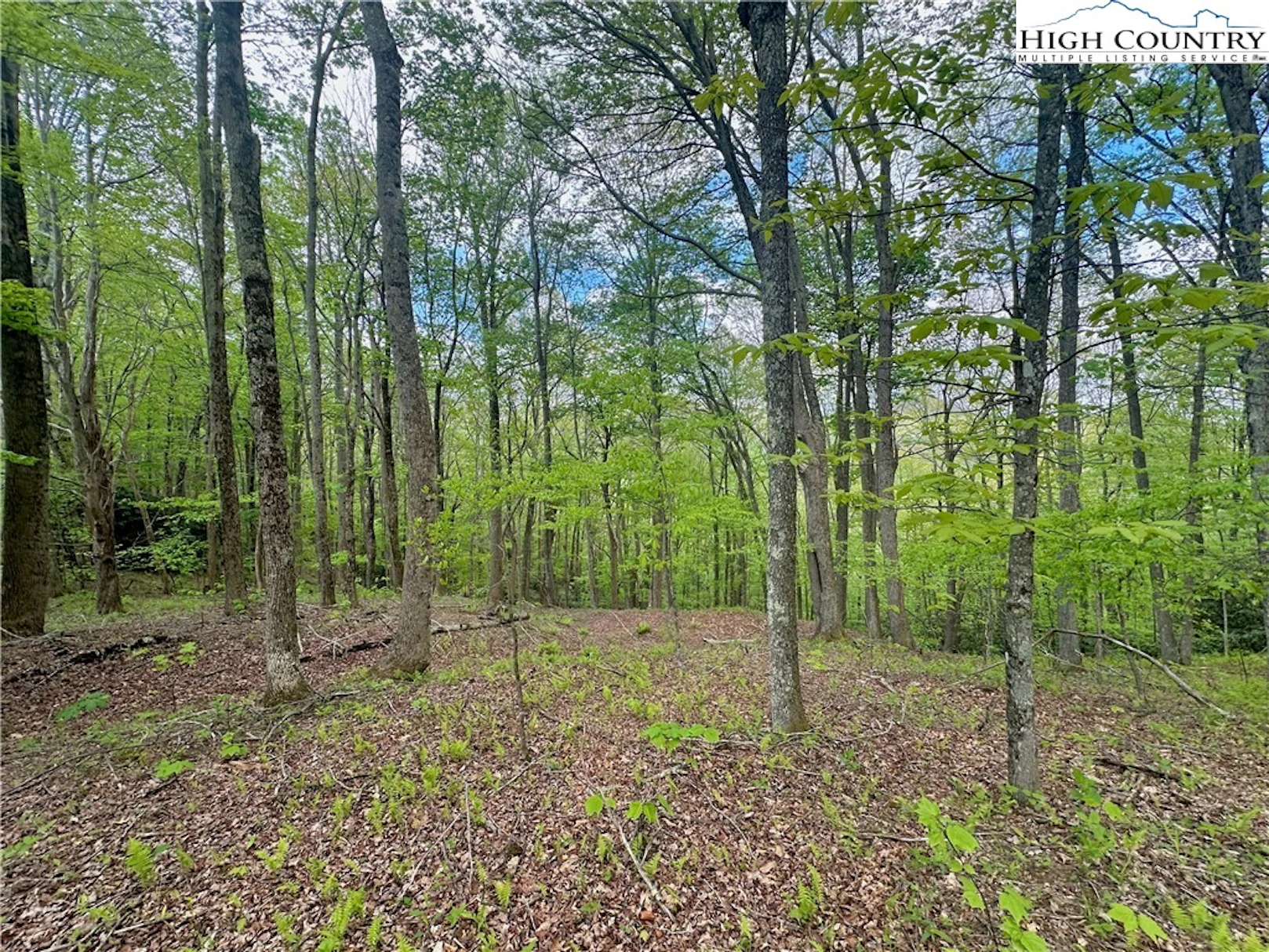 Image number 5 for the current listing