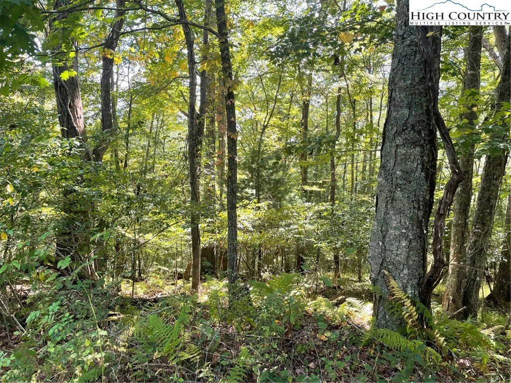Image number 1 for the current listing