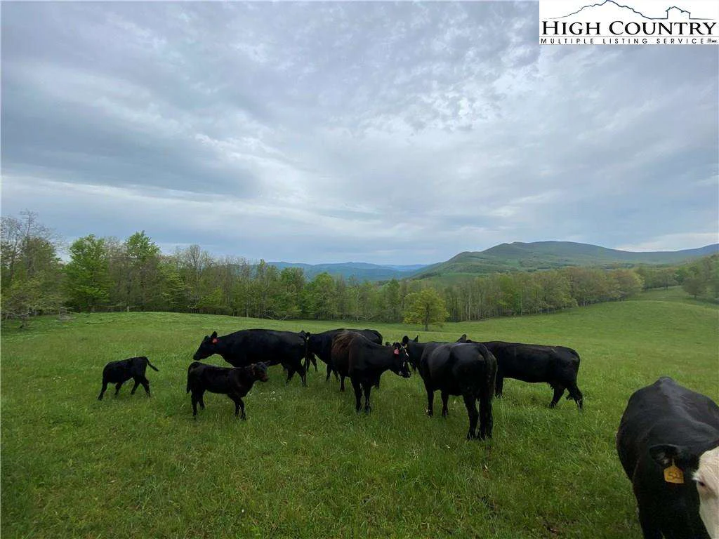 Image number 5 for the current listing