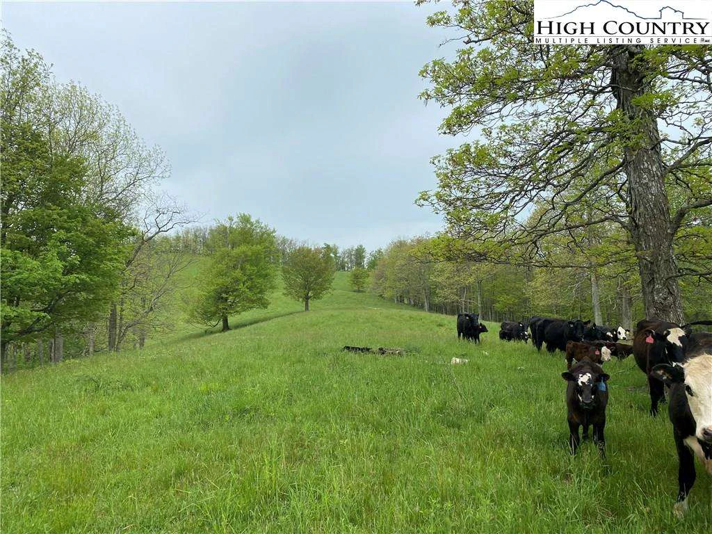 Image number 2 for the current listing