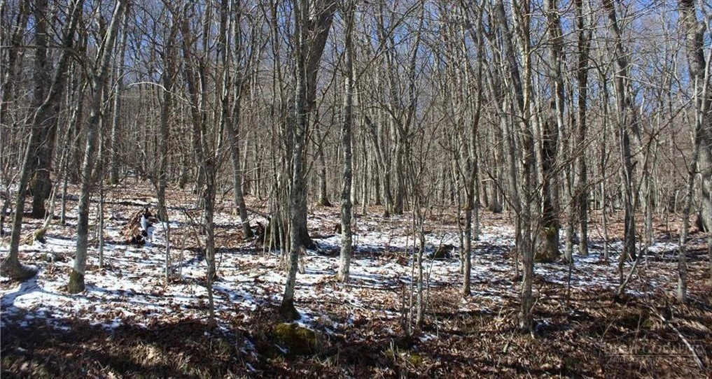 Image number 3 for the current listing