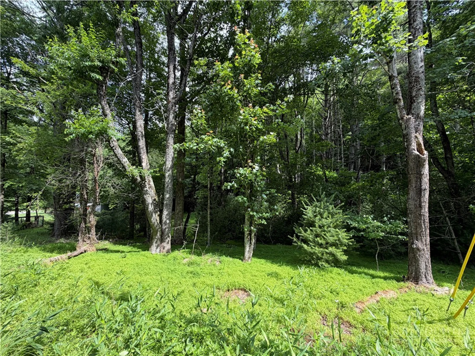 Image number 1 for the current listing