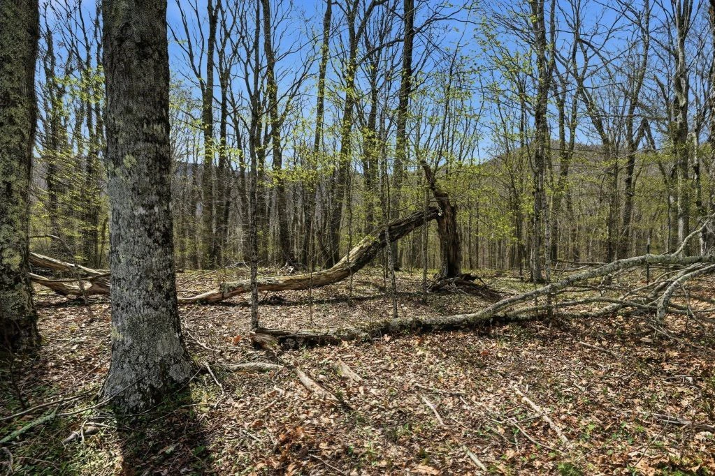 Image number 13 for the current listing