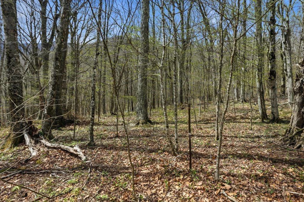 Image number 11 for the current listing