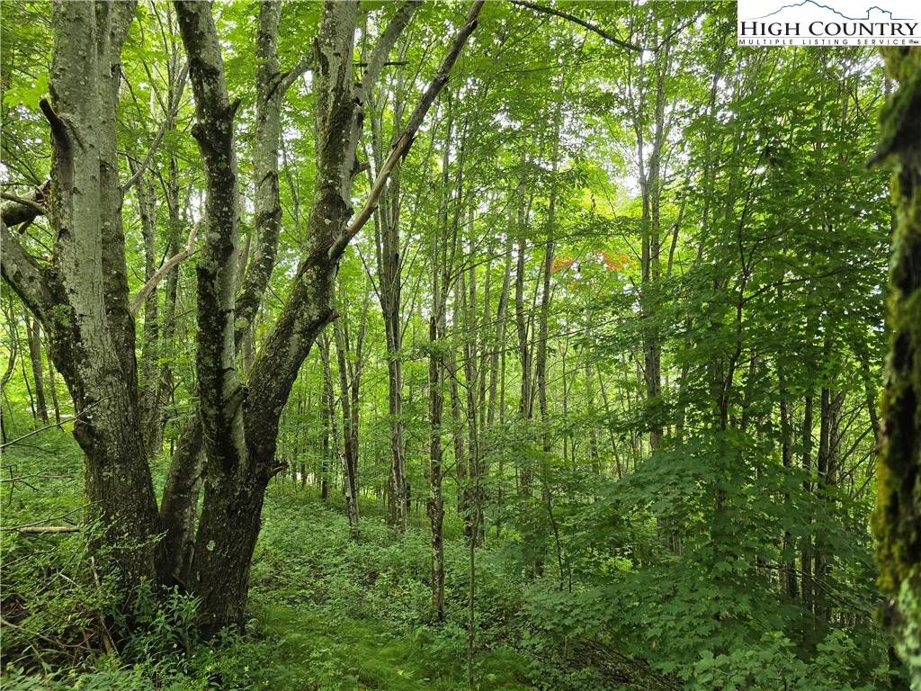 Image number 11 for the current listing
