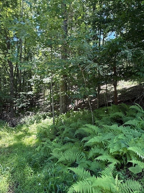 Image number 2 for the current listing
