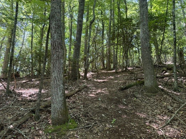 Image number 6 for the current listing