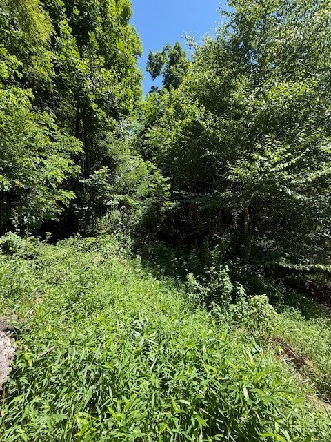 Image number 3 for the current listing