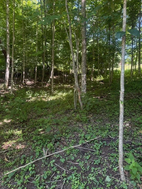 Image number 4 for the current listing