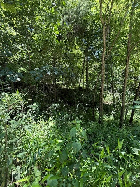 Image number 7 for the current listing