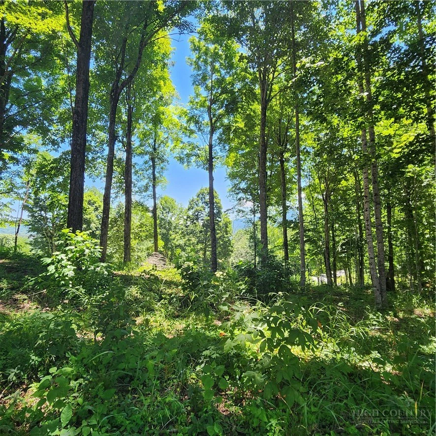 Image number 9 for the current listing